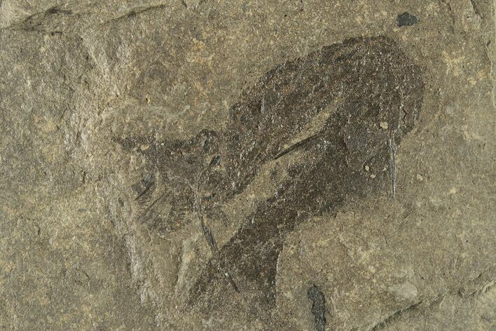 Carboniferous Spiny Shark (Acanthodes) Fossil - Siberia #228890